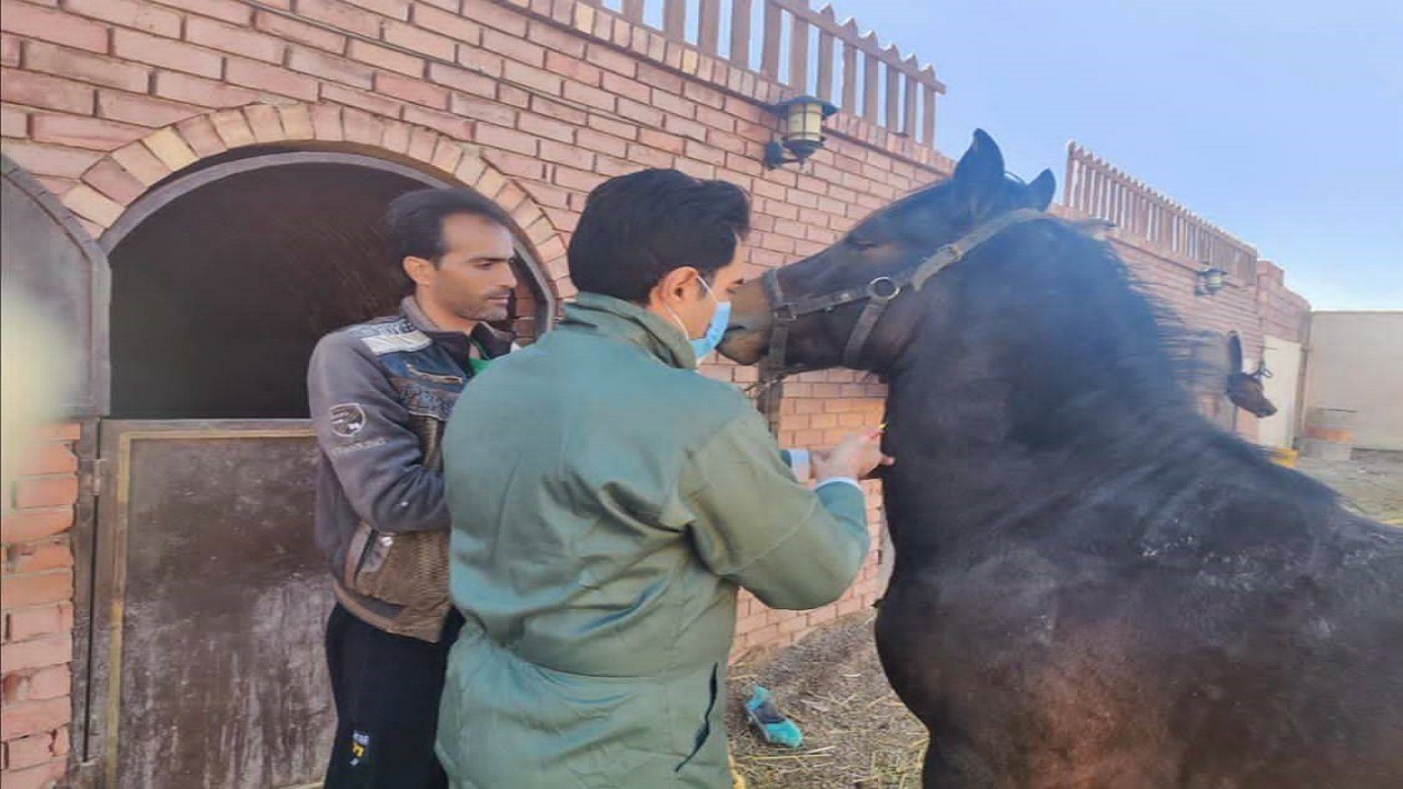 هر گونه نقل و انتقال اسب باید با تایید سلامت اسب و صدور مجوز دامپزشکی انجام گیرد