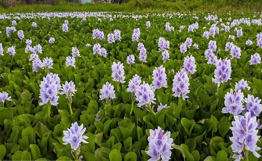 سنبل آبی سنبل آبی