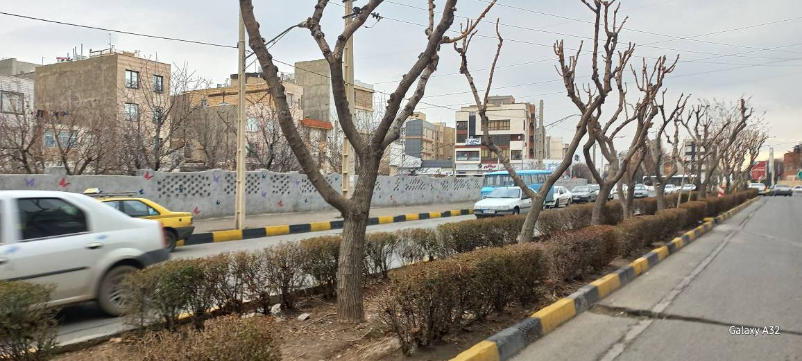 هرس زمستانه درختان