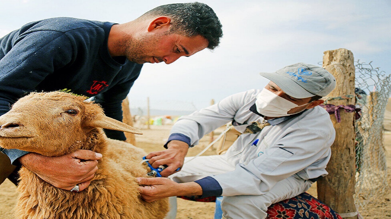 ۶۰۰ هزار خدمت به دامدران سیستان و بلوچستان ارائه شد