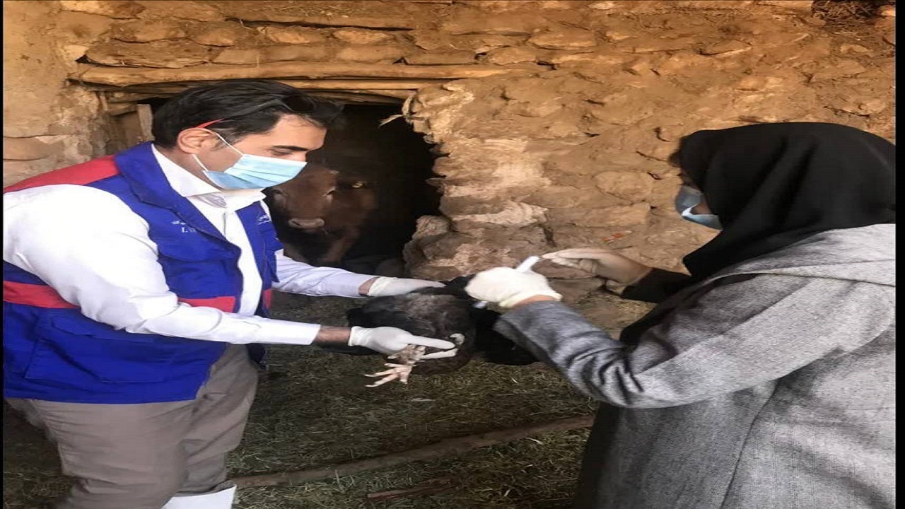 هشدار دامپزشکی کرمان درباره بیماری ها‌ی تنفسی طیور