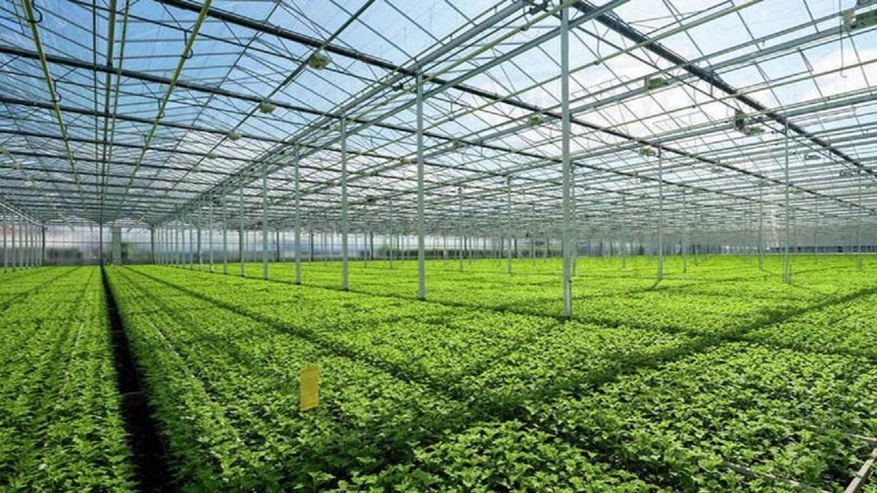 افق توسعه گلخانه‌های گلستان رسیدن به ۲۲۰ هکتار است