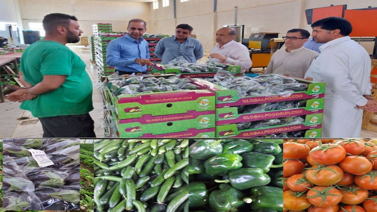افزایش دو برابری صادرات محصولات گلخانه‌ای از شهرستان خاش به خارج از کشور