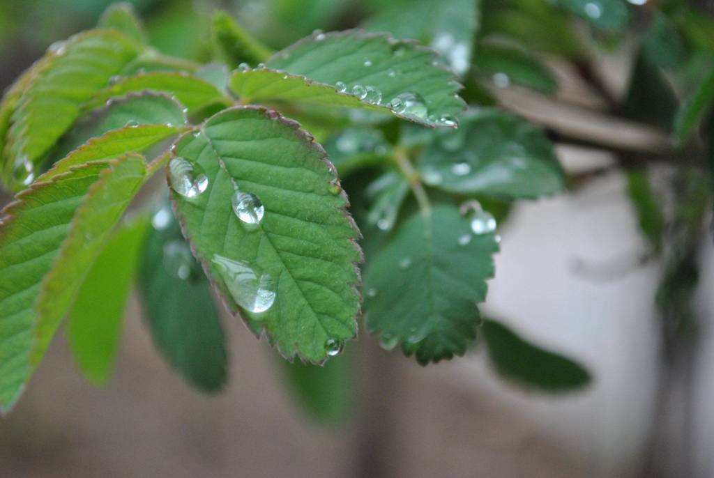 قطرات باران روی برگ