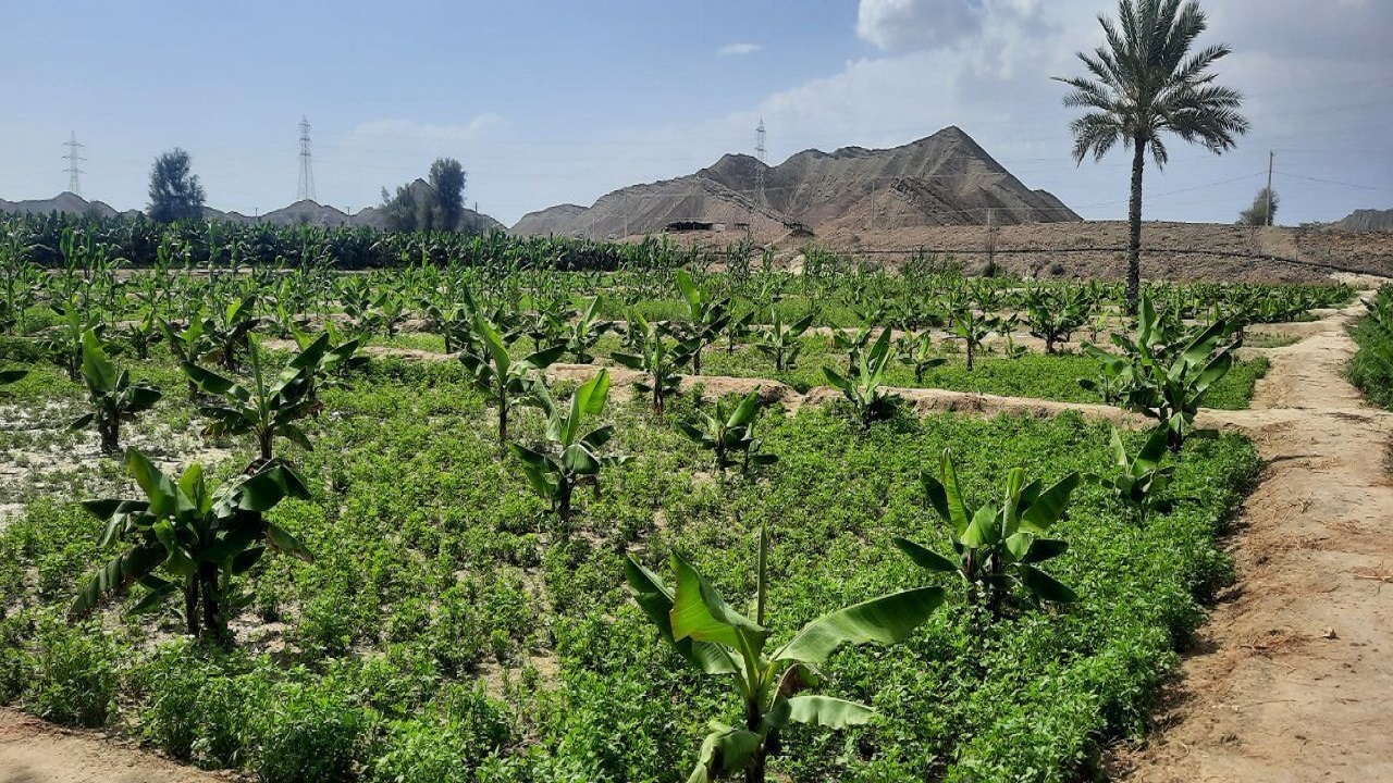 ۴۶۷ پروژه بهبود تولیدات گیاهی در سیستان و بلوچستان افتتاح شد