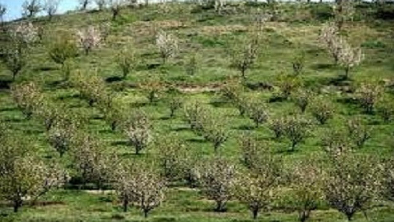 مبارزه زمستانه با آفات درختان سیاه ریشه از دهه سوم بهمن
