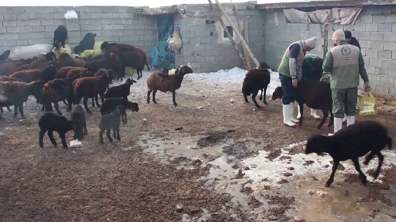 واکسیناسیون و سمپاشی رایگان اماکن دامی روستایی در اسکو