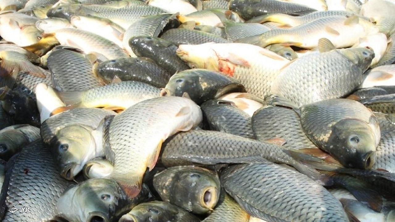 بیش از ۳ هزار نفر در صنعت پرورش آبزیان آذربایجان‌غربی اشتغال دارند