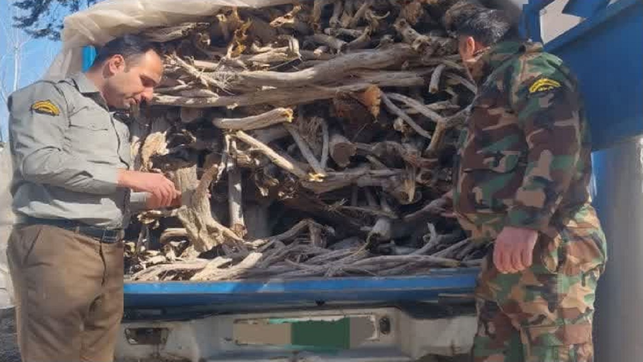 کشف و ضبط چوب تاغ قاچاق در میاندورود
