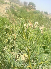 گاگ الله