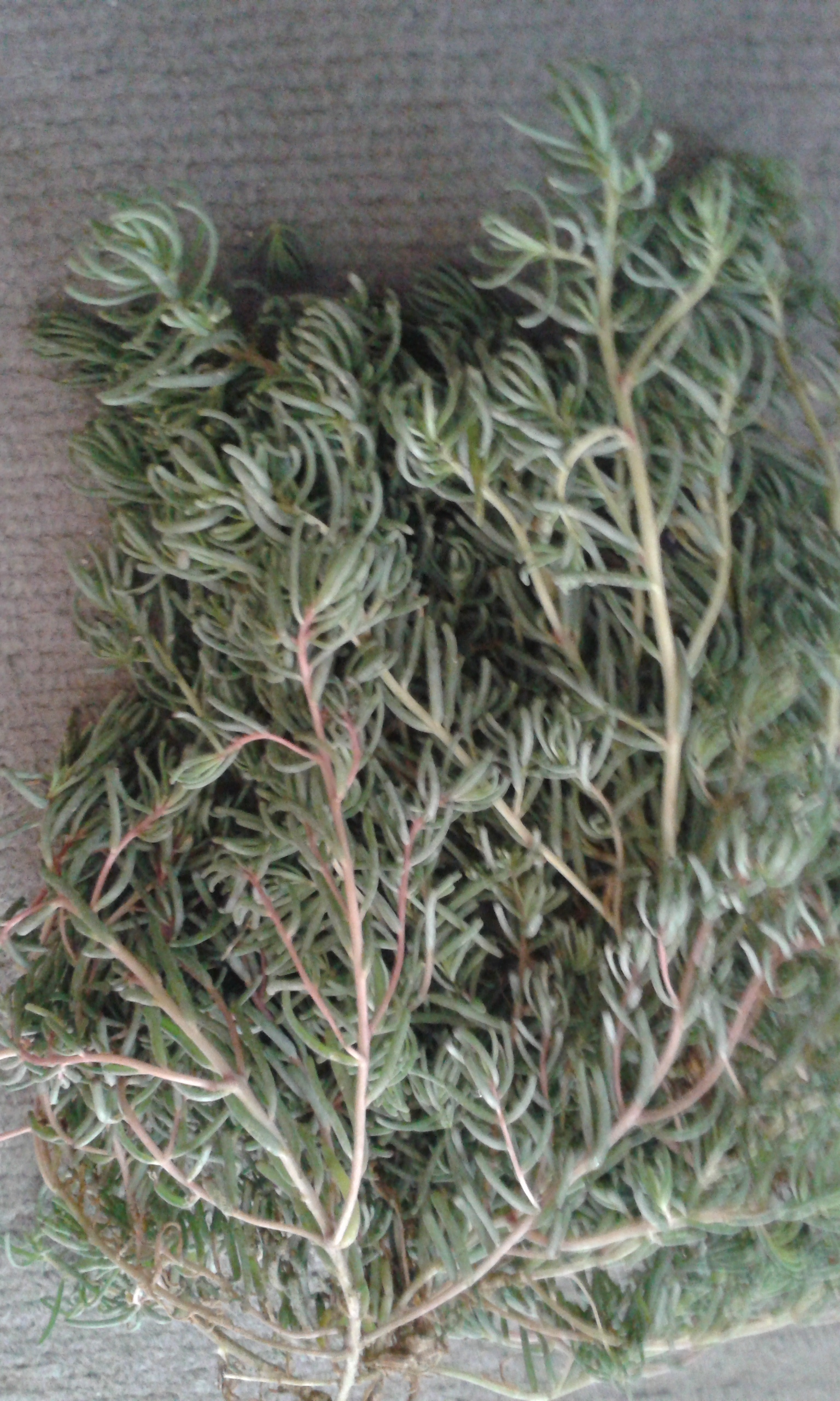 گیاه گاگ الله