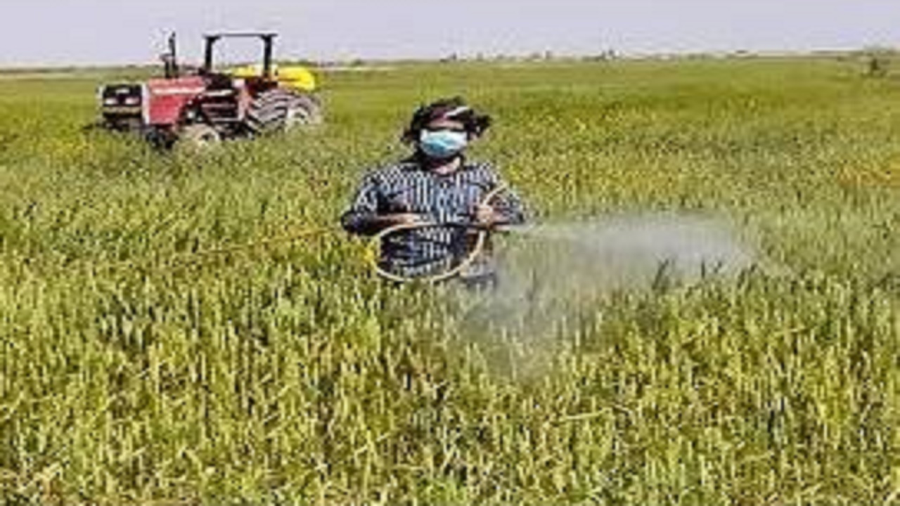مبارزه با بیماری‌های برگی در مزارع گندم بهشهر