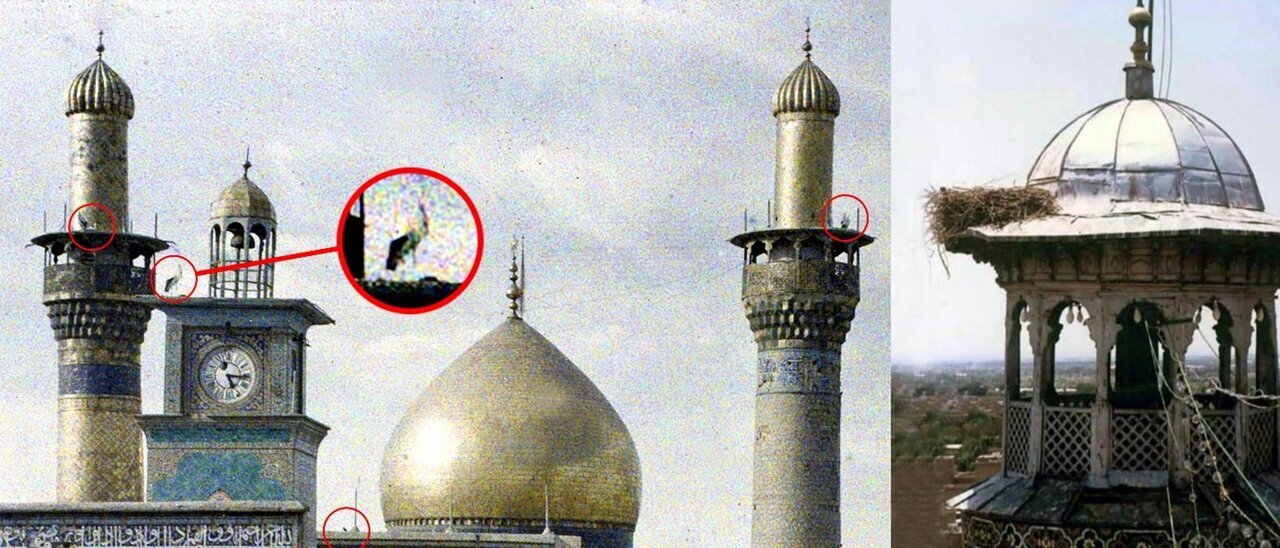 لانه لک لک در روی گلدسته حرم لانه لک لک در روی گلدسته حرم