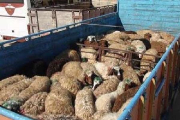 انهدام باند سارقان احشام و وسائل نقلیه در قلعه گنج