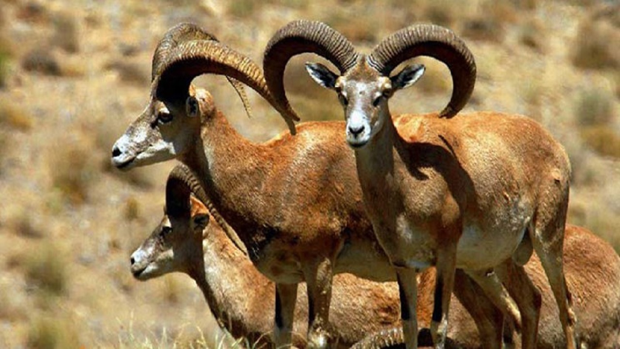 سرشماری زمستانه پستانداران منطقه حفاظت شده بیجار