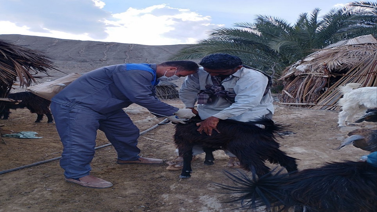 ارائه ۲۷۷ هزار خدمت رایگان دامپزشکی به مناطق محروم عشایری و روستایی سیستان و بلوچستان