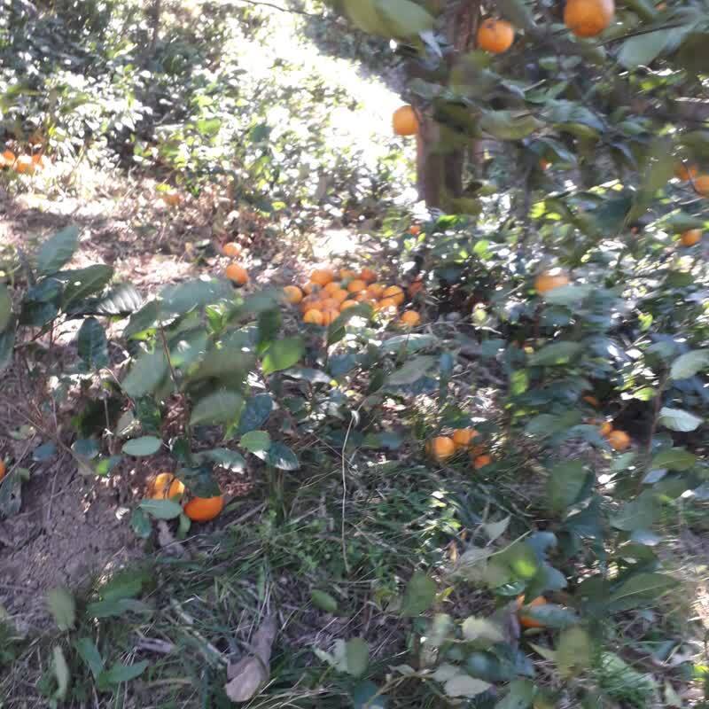 محصولات کشاورزی در گیلان محصولات کشاورزی در گیلان
