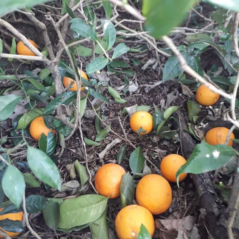 خرابی محصولات باغداران خرابی محصولات باغداران