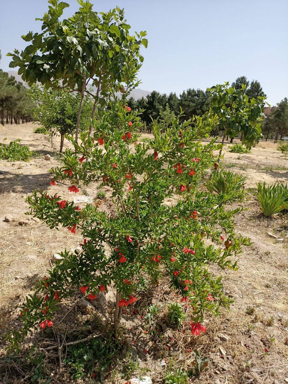 طبیعت بوستان چیتگر