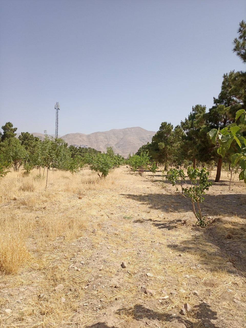 طبیعت خاکی بوستان چیتگر
