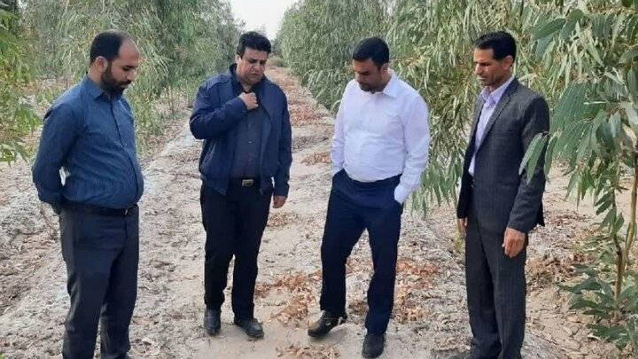 زراعت چوب از نظر اقتصادی جایگزین مناسبی برای کشت‌های سنتی است