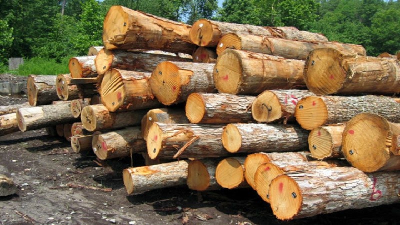 کشف ۷ تن چوب قاچاق در فومن