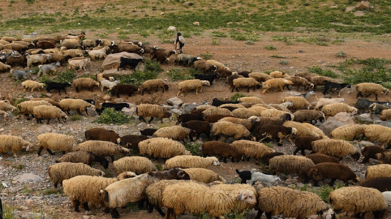 ۶۹۲ نفر از عشایر برای دریافت تسهیلات به بانک‌ها معرفی شدند