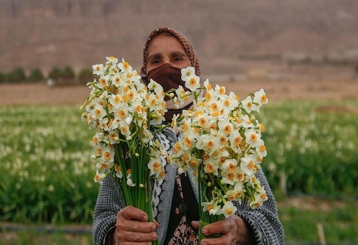 عطر نرگس در میان دست های کشاورزان لرستانی می پیچد/ بهار زمستانه استان در دشت های نرگس