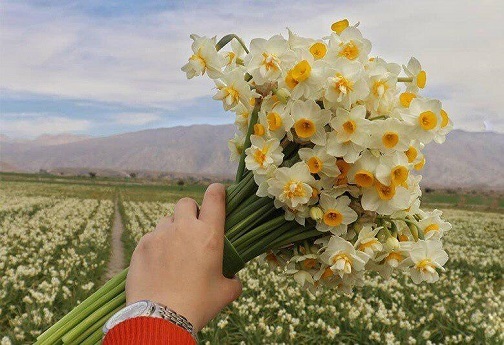 عطر نرگس در میان دست های کشاورزان لرستانی می پیچد/ بهار زمستانه استان در دشت های نرگس