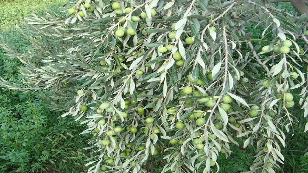 راه اندازی مجموعه بین المللی زیتون در گیلان