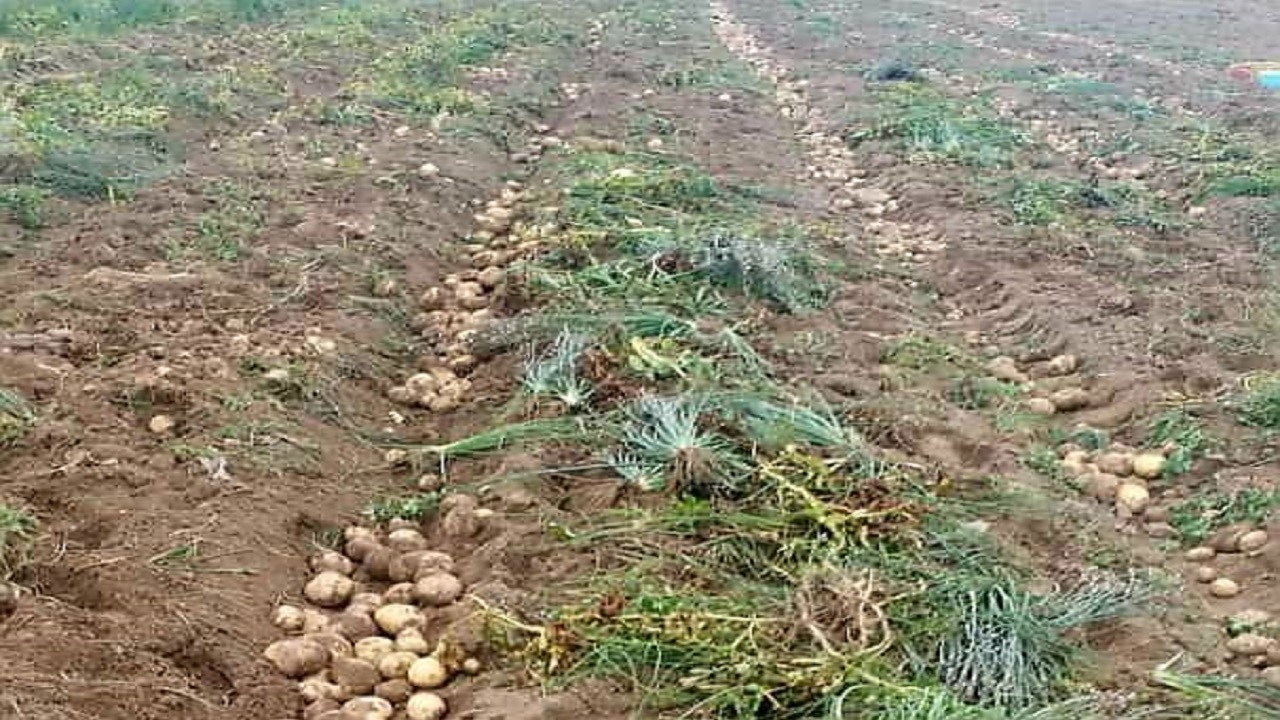 آغاز برداشت سیب‌زمینی ۴۰ هکتار مزارع کشاورزی شهرستان بمپور