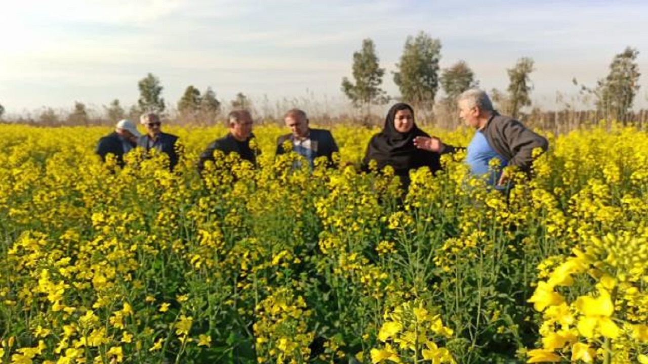افزایش ۱۰۰ درصدی کشت کلزا در میاندورود