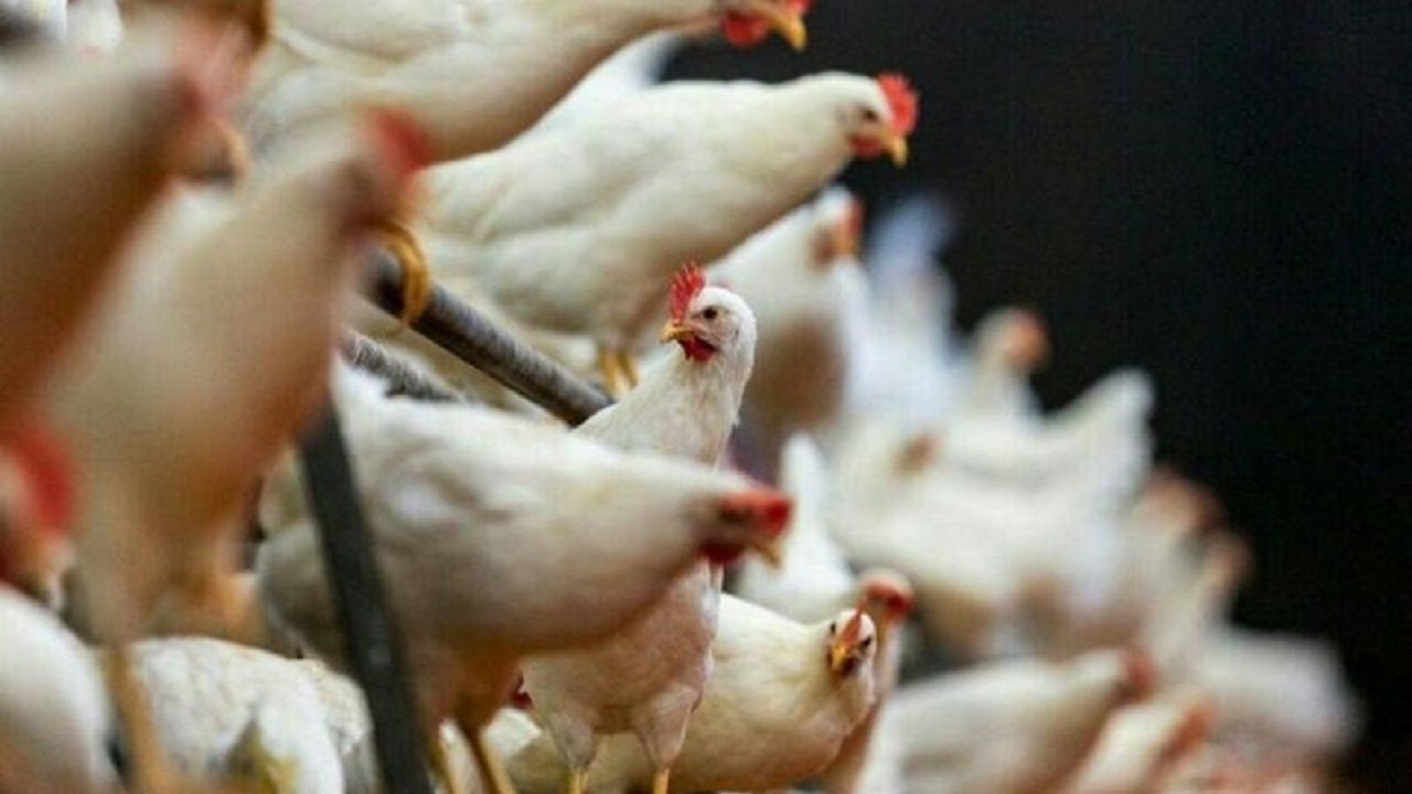 آغاز فاز دهم واکسیناسیون رایگان نیوکاسل طیور بومی در قزوین