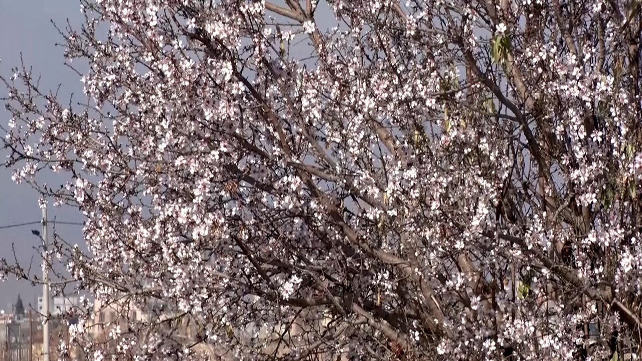 جلوه گری شکوفه‌های بهاری در زمستان + فیلم