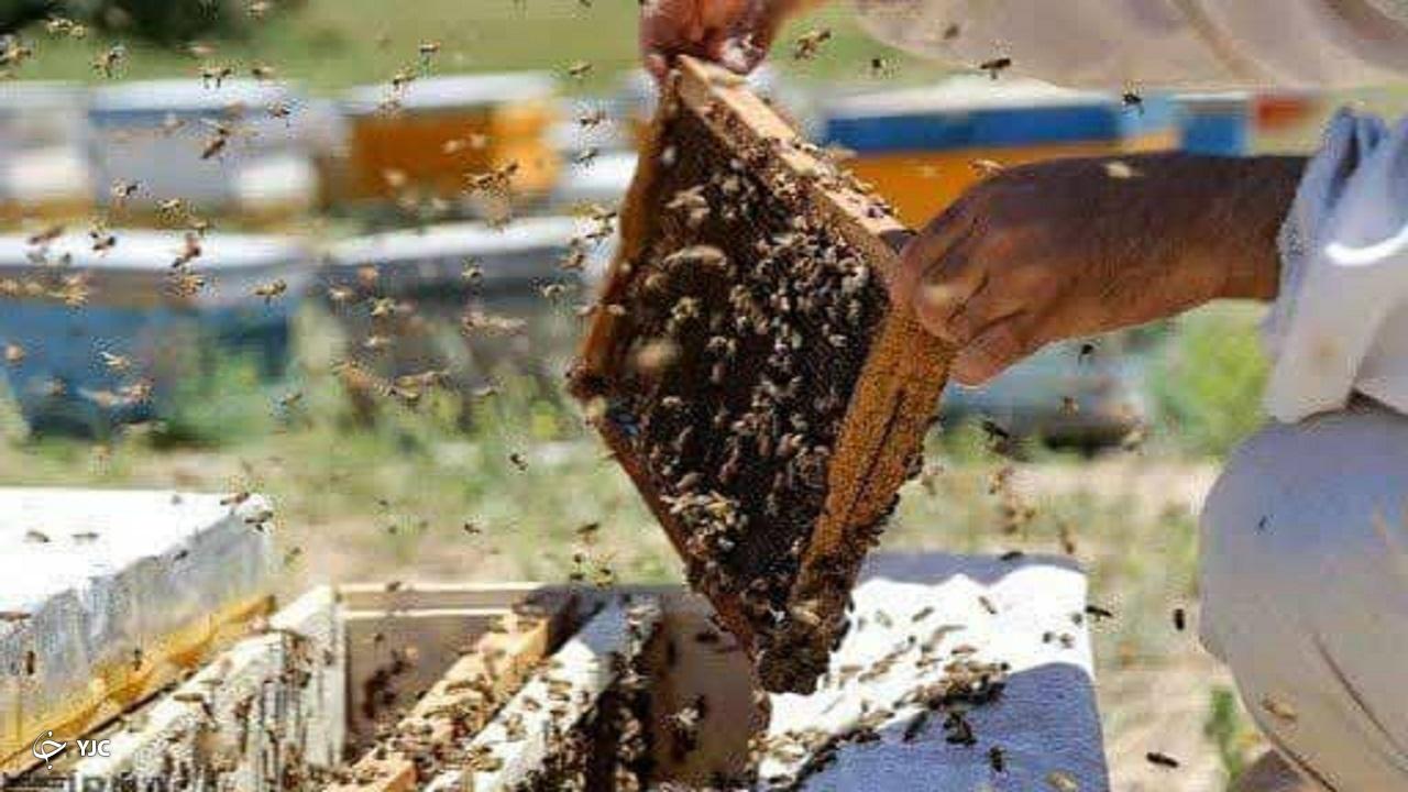 حدود ۲۴ درصد عسل کشور در آذربایجان‌غربی تولید می‌شود