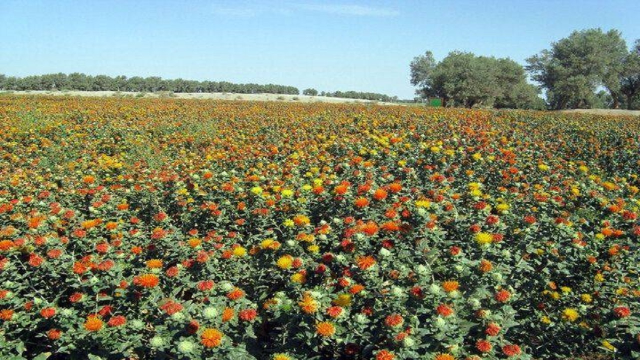 کشت دانه روغنی گلرنگ برای اولین باردر اراضی کشاورزی شهرستان زاهدان