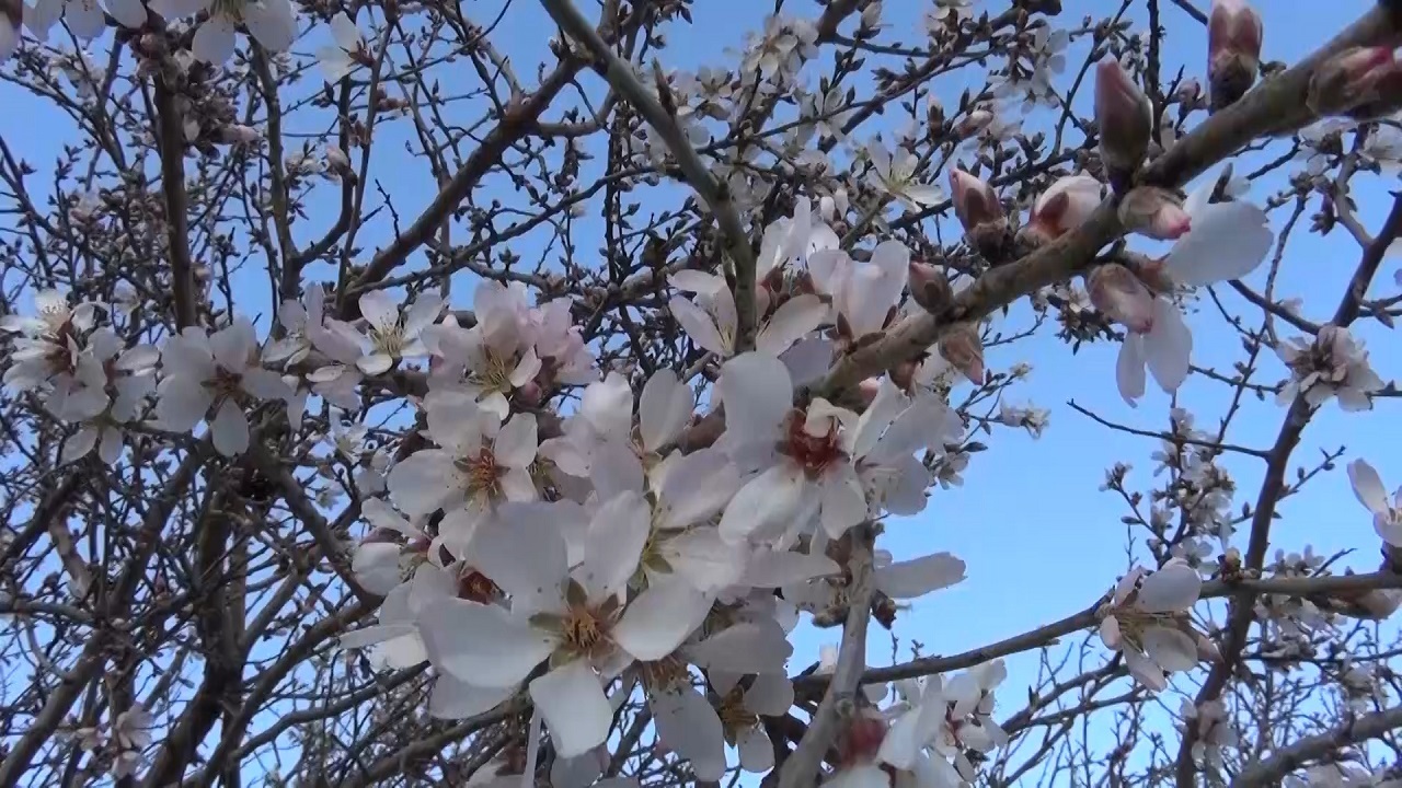 شکوفه زدن درختان بادام روستای باغ بر آفتاب شازند در فصل زمستان + تصویر