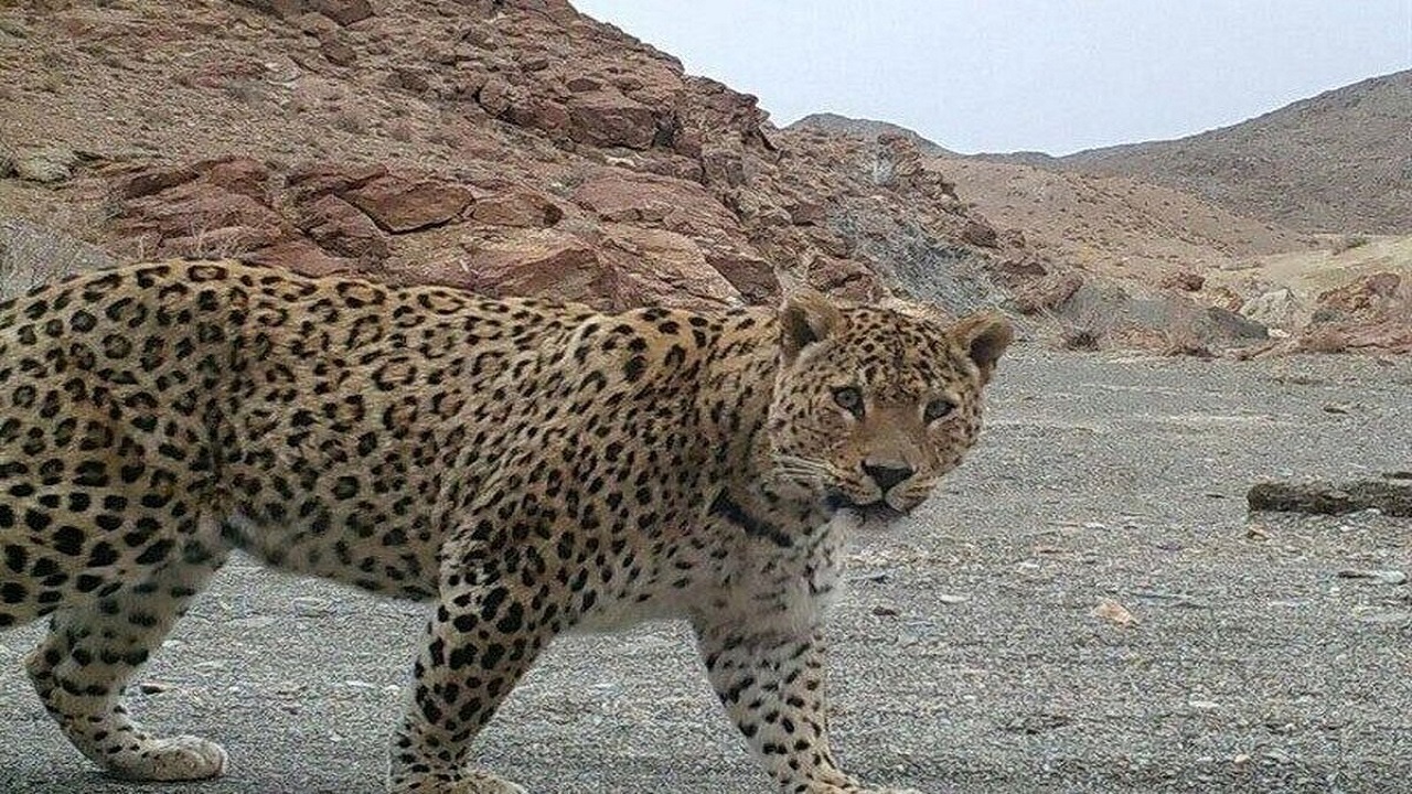 خانواده جدید پلنگ ایرانی در پارک ملی تندوره مشاهده شد