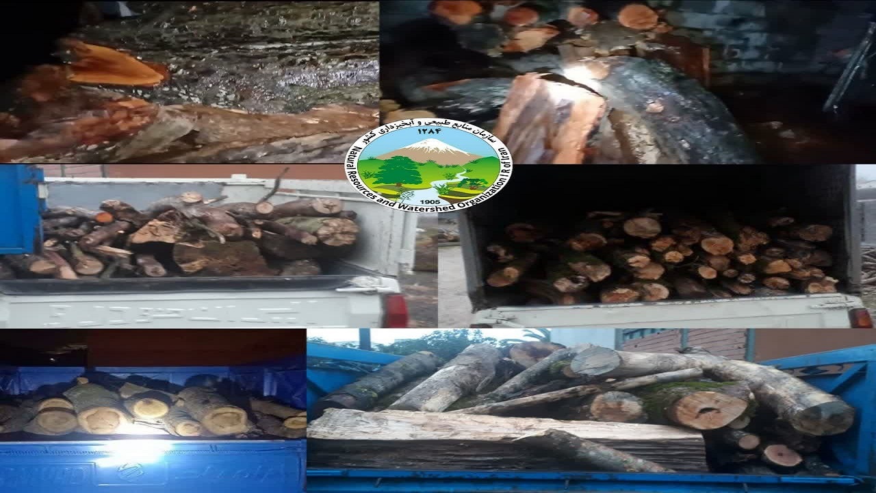 کشف ۶/۵ تن چوب قاچاق در شهرستان نور
