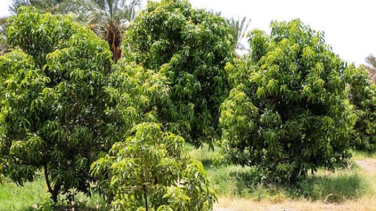 ۲۰۰ هکتار از باغات بروجرد شناسنامه‌دار شد