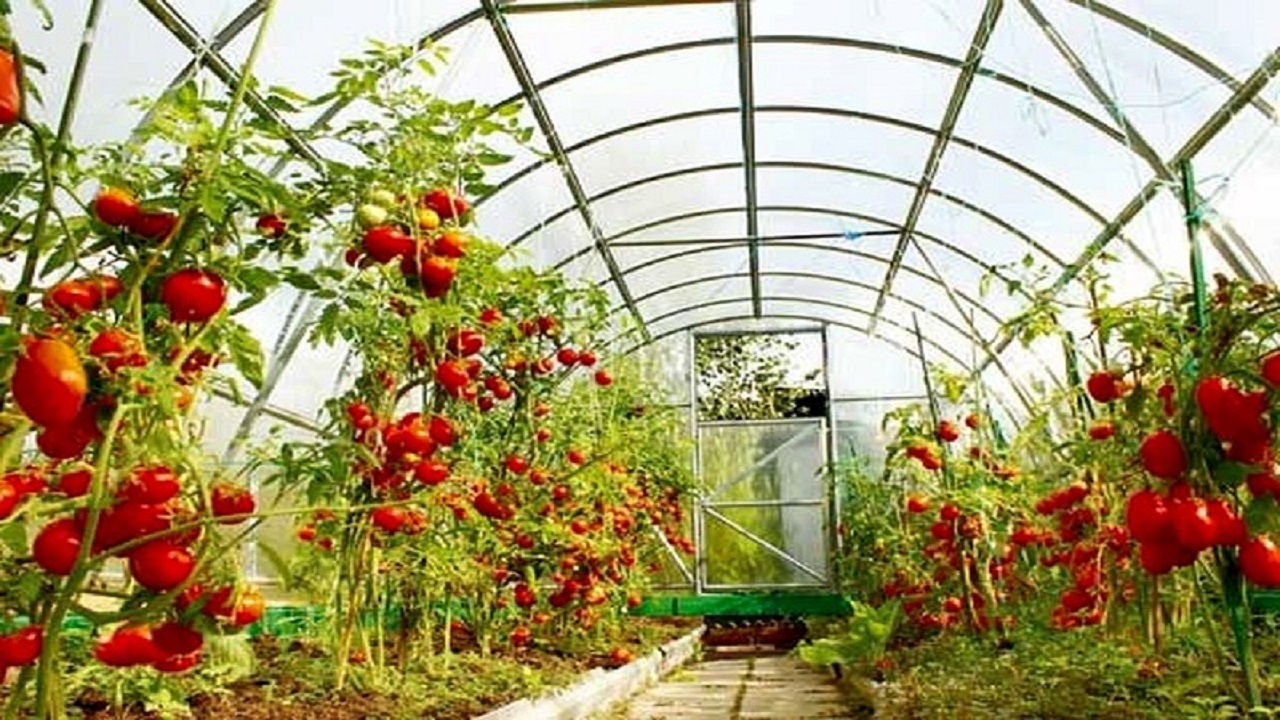 ساخت ۵۰ هکتار شهرک گلخانه‌ای در شهرستان بهار