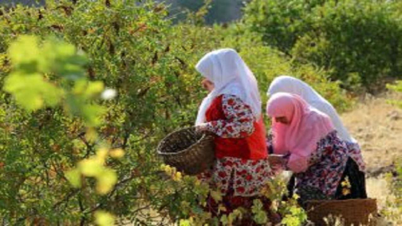 ثبت ۳ رویداد گردشگری قزوین در تقویم رویداد‌های ملی+ تصاویر
