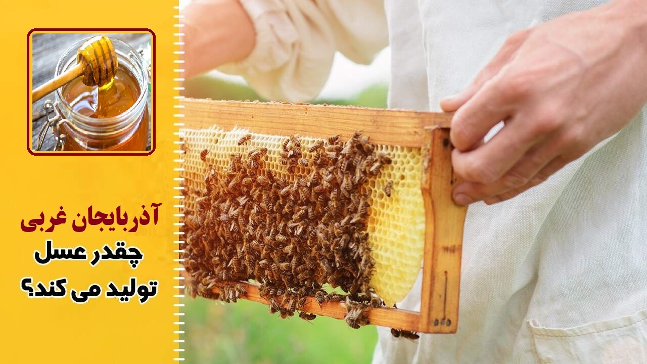تولید ۲۷ هزار تنُ عسل در آذربایجان غربی