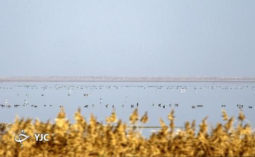 پرندگان مهاجر در تالاب مره قم