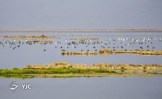 پرندگان مهاجر در تالاب مره قم