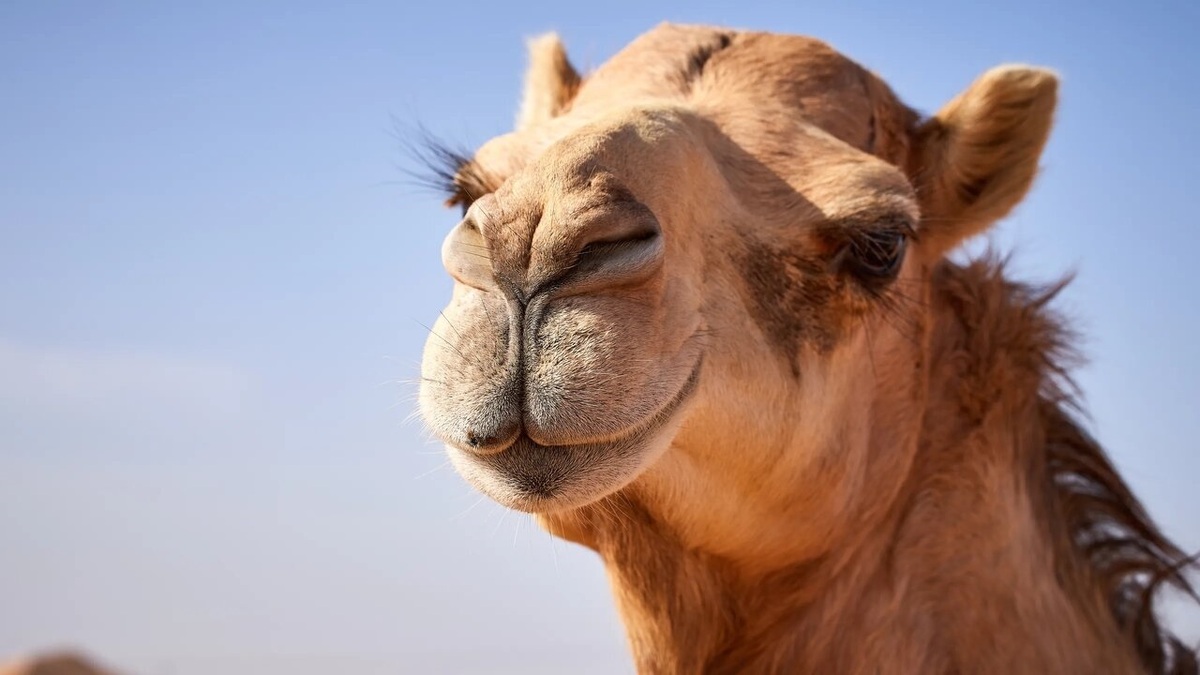 نجات یک بچه ویکونیا از باتلاقی در شیلی + فیلم
