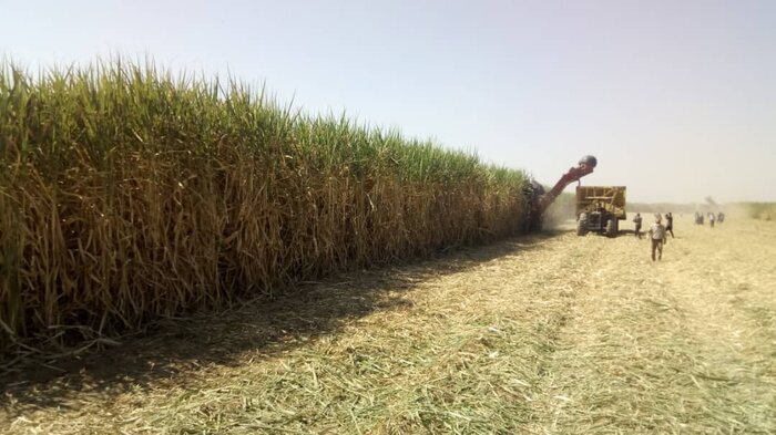 برداشت سبز و جلوگیری از سوزاندن مزارع نیشکر