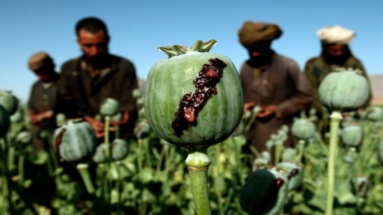 منع کشت کوکنار دهقانان را با چالش جدی اقتصادی روبه‌رو کرده است