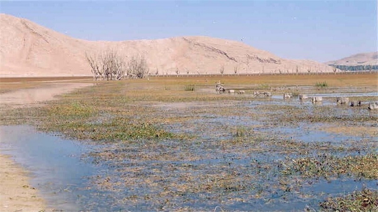 کاهش ۵۰ درصدی مهاجرت پرندگان به تالاب‌های چهارمحال و بختیاری