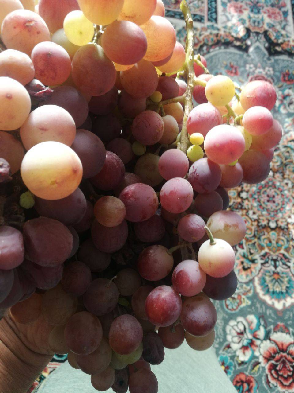 انگور ارگانیک روستای نوایگان